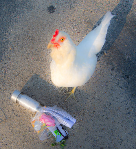 A chicken, standing next to a stainless steel time capsule. Photo: Paul Joffe