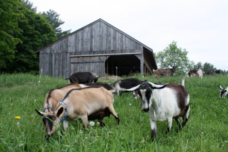 Rawson Brook Farm goats grazing beneath the barn. Photo: Hannah Jacobson-Hardy