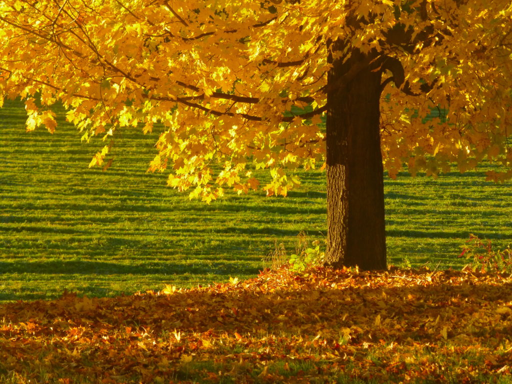 A maple gleams in the morning light on West Plain Road.