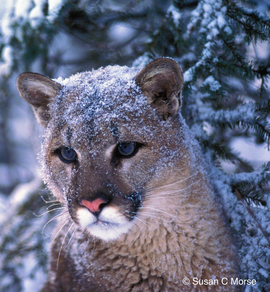 Cougar057_Frosted faced CREDIT SUE MORSE