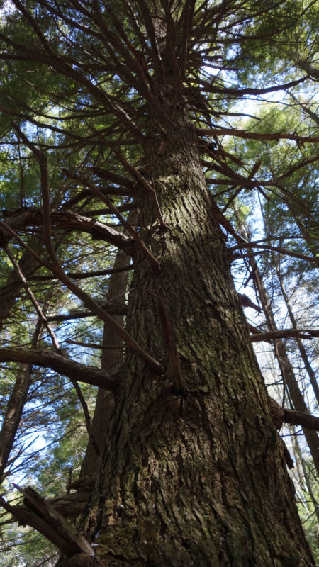 An old-growth hemlock in Otis State Forest in the path of Tennessee Gas Pipeline's proposed expansion. Photo: Ben Hillman