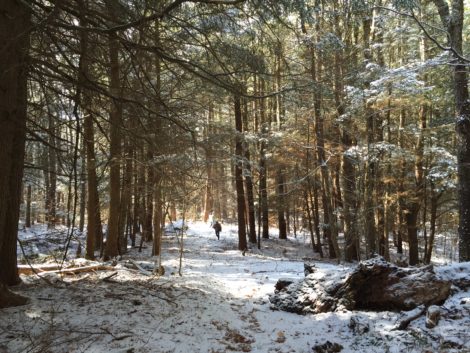 Otis State Forest, where Tennessee Gas Pipeline had planned to expand its pipeline network into Connecticut. Photo: Heather Bellow