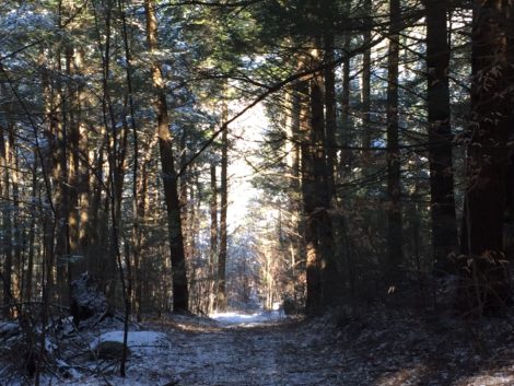 Otis State Forest, where Tennessee Gas Pipeline Co. seeks to expand its pipeline network to serve clients in Connecticut.