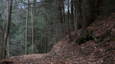Old growth forest i Otis State Park where Tennessee Gas Pipeline proposes to cut a swathe for a new natural gas pipeline. Photo: Ben Hillman
