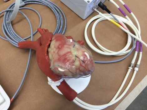 A model of the human heart. Photo: Heather Bellow