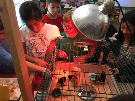 Students gather around the cage to watch the chicks.