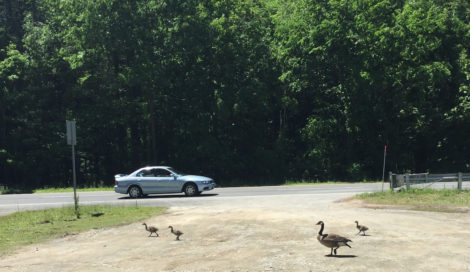 Goslings seen with goose walking close to the road and throughout the parking lot. Photo: Lily Abrahams
