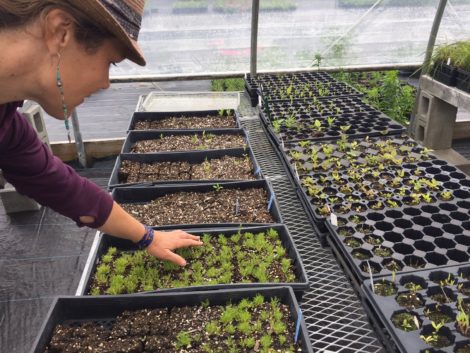 McCracken tends to camomile seedlings. Photo: Heather Bellow