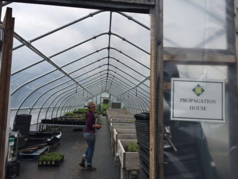 McCracken in the greenhouse with her crop of native plants. Photo: Heather Bellow