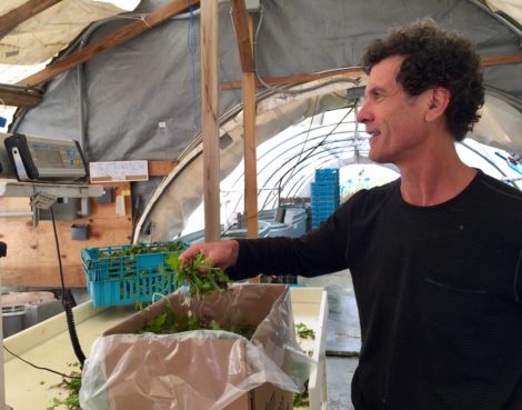 Equinox Farm owner Ted Dobson weighs greens headed for Kripalu Center for Yoga & Health in Stockbridge. The drought weakened the structural integrity of his greens, making them impossible to ship to Boston every week last summer. Photo: Heather Bellow.