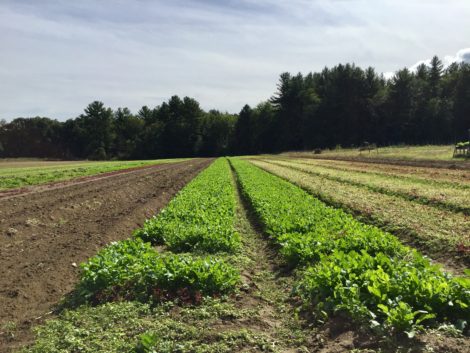 Equinox Farm in Sheffield. Both Equinox and Farm Girl Farm, which rents land here, are still suffering the financial effects of a drought that wreaked havoc for farms across New England last summer. Photo: Heather Bellow.