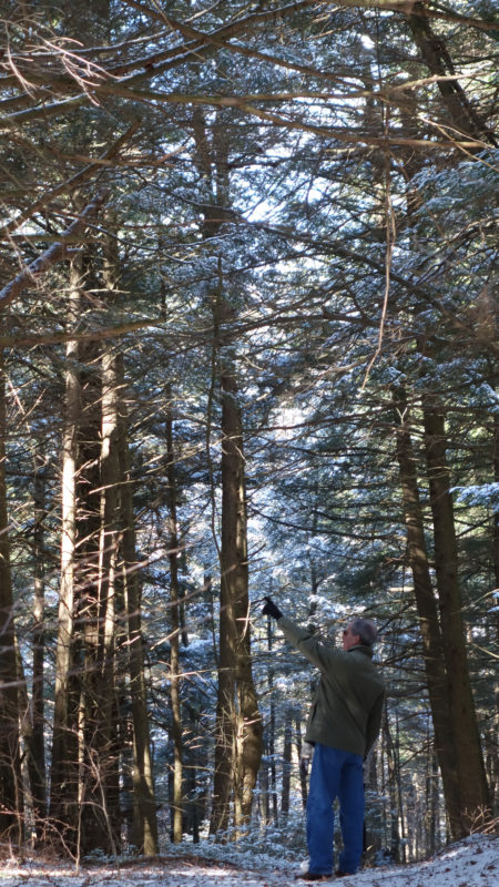 Pignatelli in the old growth Otis State Forest. Photo: Ben Hillman