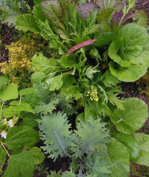 Mature Asian greens in basket, above. Bush bean, left, succession planting. Kale to be harvested. July 26, 2017. Photo: Judy Isacoff