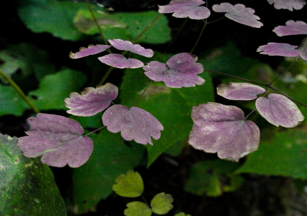 Leaf Abstract on Mary Flynn Trail by Candy Childrey of Coral Springs, Florida