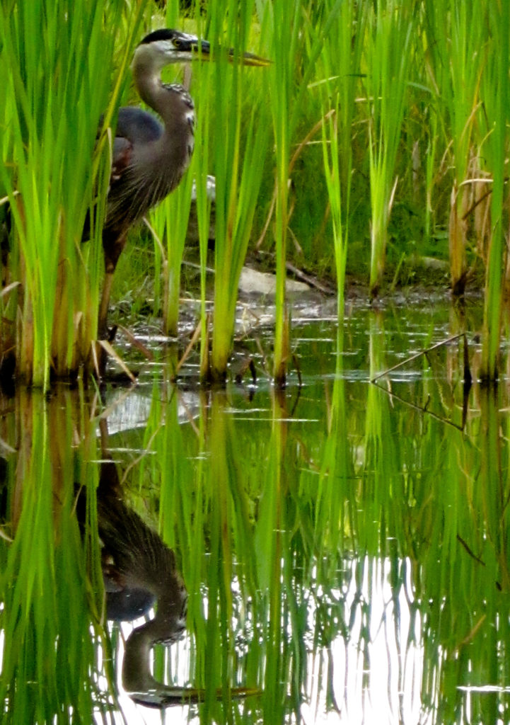 Heron Reflection on Stockbridge Bowl by Emilija Baksys of Quincy, Mass.