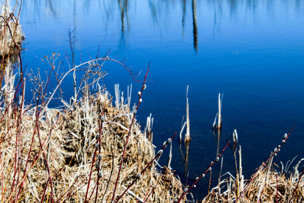 Pussy Willows, Kampoosa Bog by Kitty Sheridan of Stockbridge, Mass.