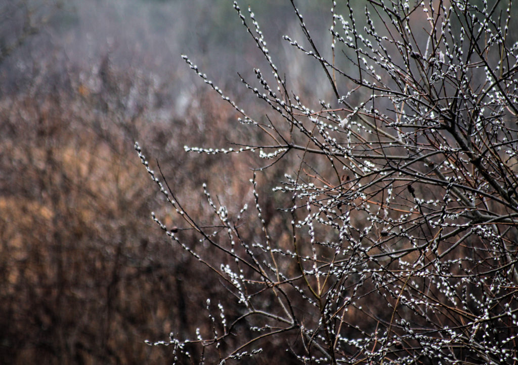 Pussy Willow Power, Ice Glen Road by Olivia Kinne of Pittsfield, Mass.