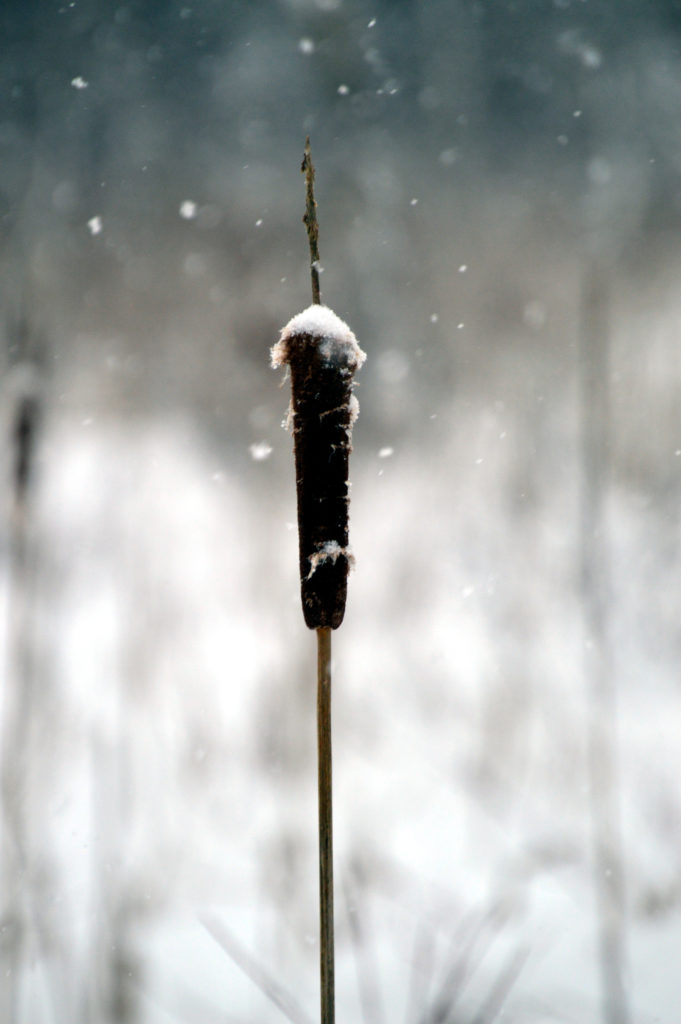 Cattail at Lily Pond by Patrick White of Stockbridge, Mass.