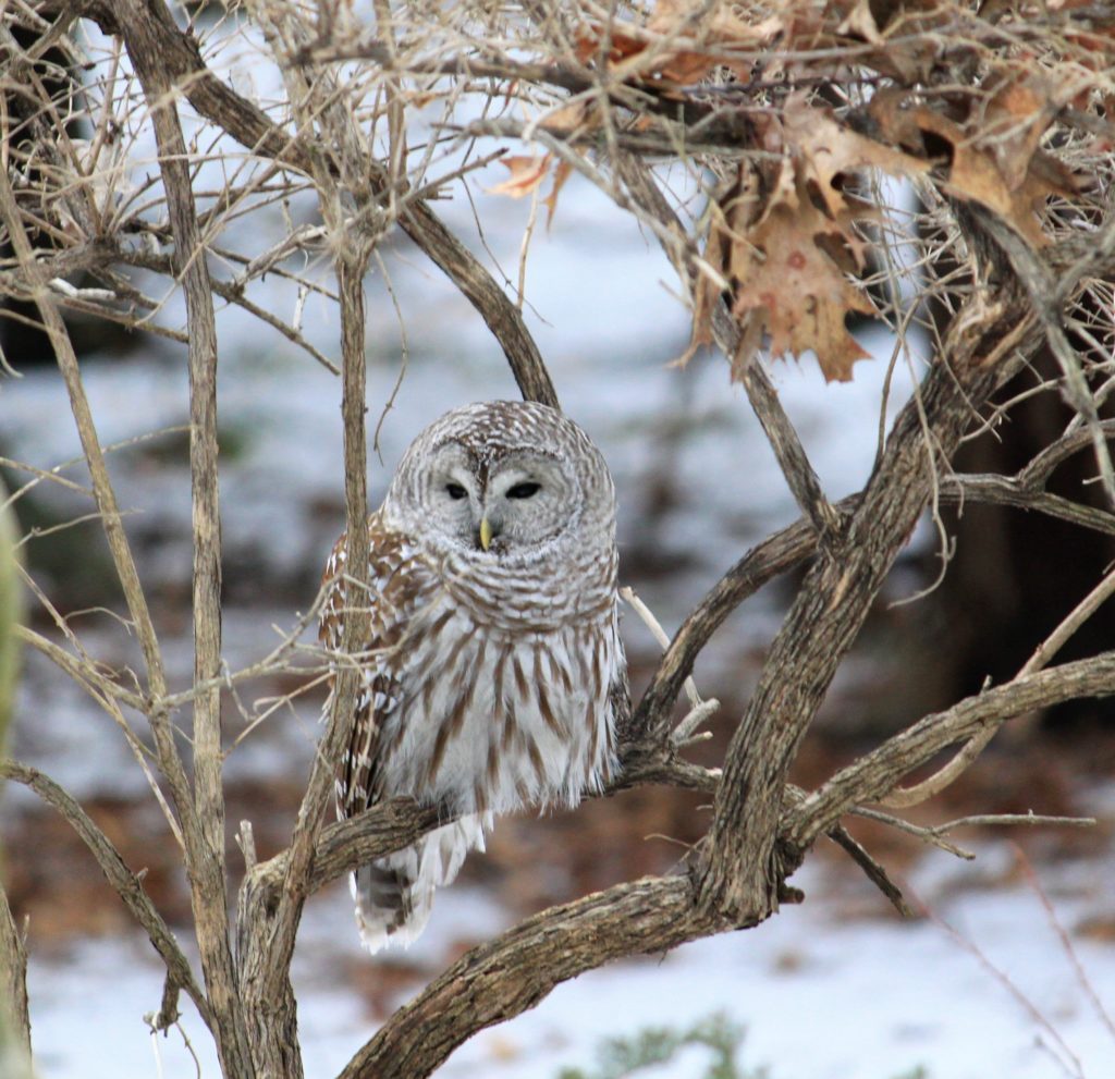 On Rattlesnake Mountain by Sandra Platczyc of Stockbridge, Mass.