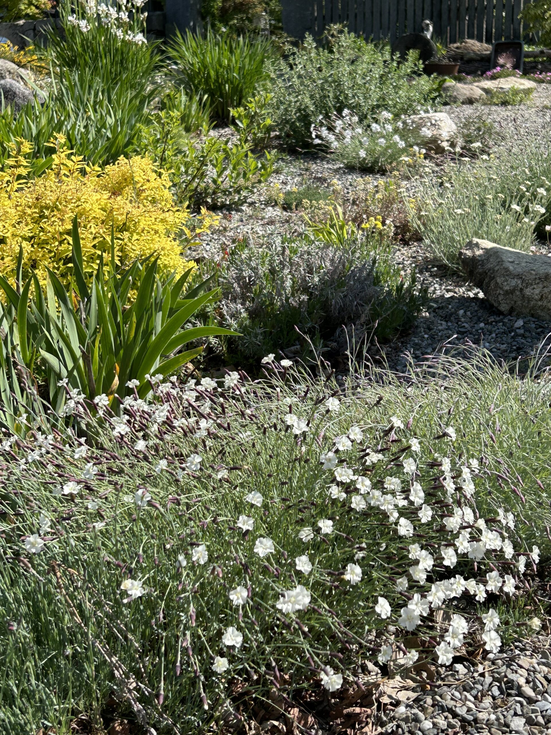 THE SELF-TAUGHT GARDENER: Under a rock - The Berkshire Edge