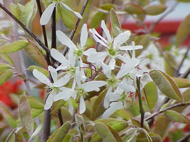 Shadblow blossoms.