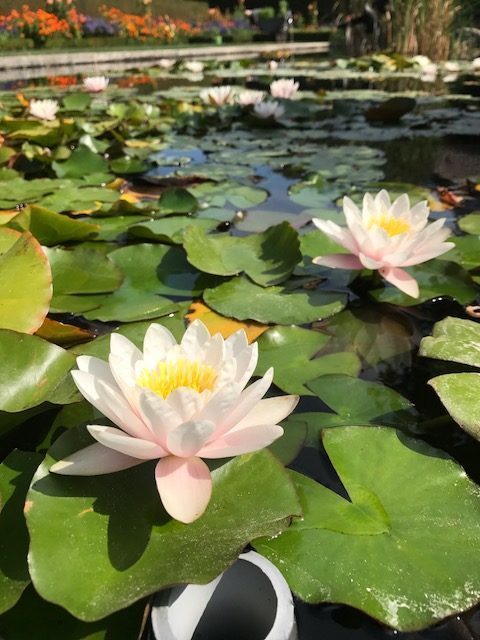 The Self-Taught Gardener: Water lilies, two ways - The Berkshire Edge