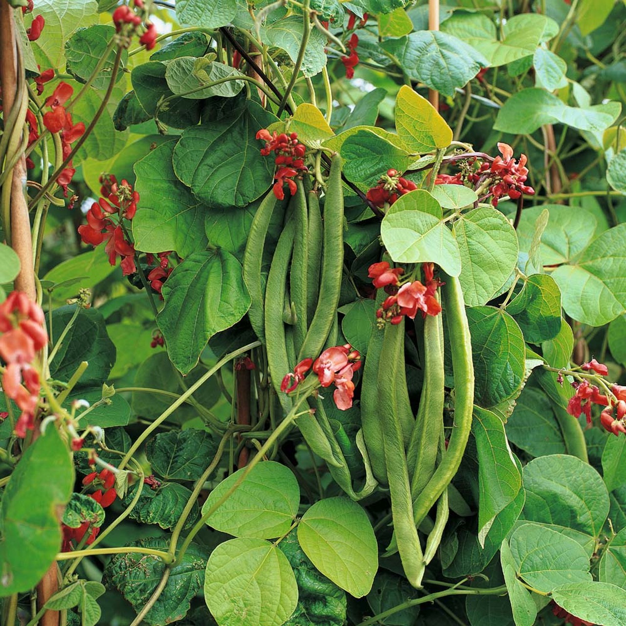 Grad Beans The Self-Taught Gardener: Maintaining my cool - The Berkshire Edge