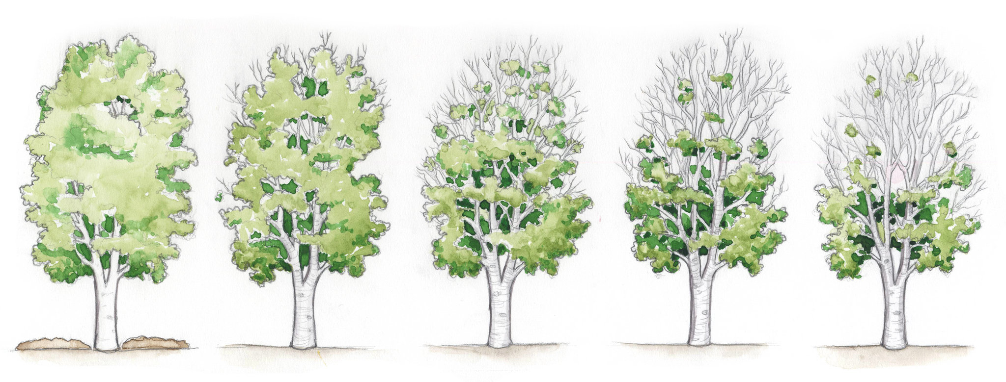 Tree Biofeild Tree Preservation - Naturally - The Berkshire Edge