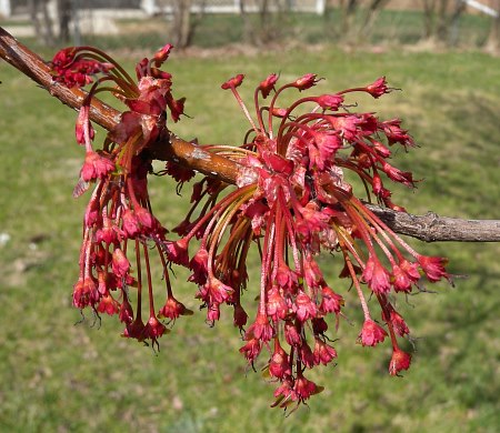 Female red maple flowers. Photo: https://www.illinoiswildflowers.info/trees/plants/red_maple.html -- 