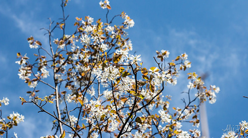 Shadblow in full bloom.