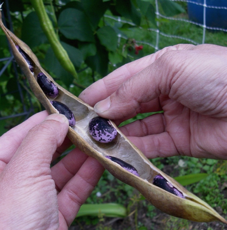 Scarlet Runner Bean purple seed saved for planting, baked beans, child’s play. Photo by Mackenzie Waggaman