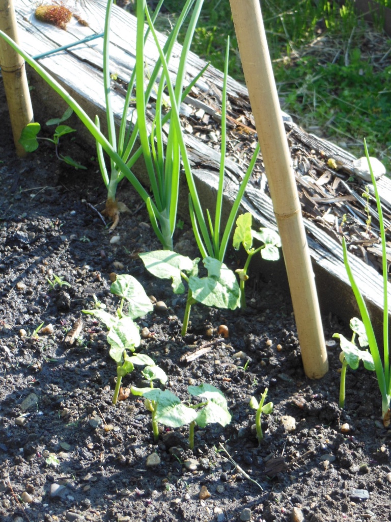 Aunt Ada pole bean seedlings at the base of a teepee pole. Scallions almost ready for pulling. Photo by Judy Isacoff