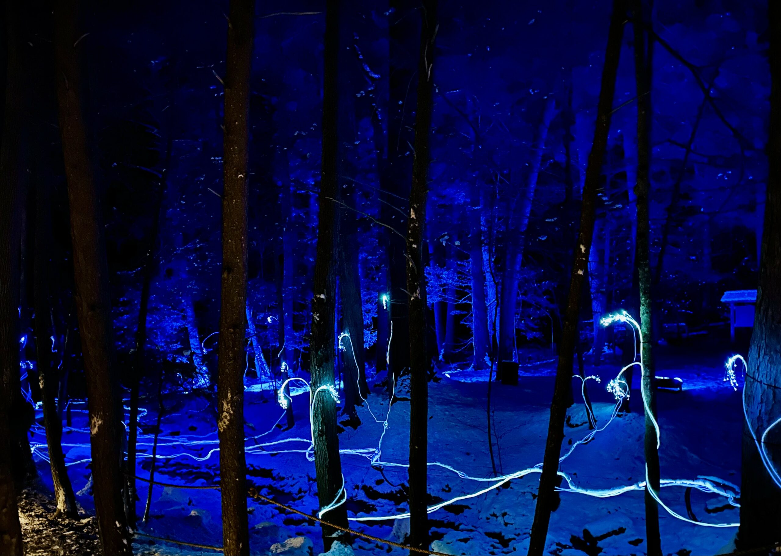 A glowing review of 'NightWood,' The Mount's outdoor immersive