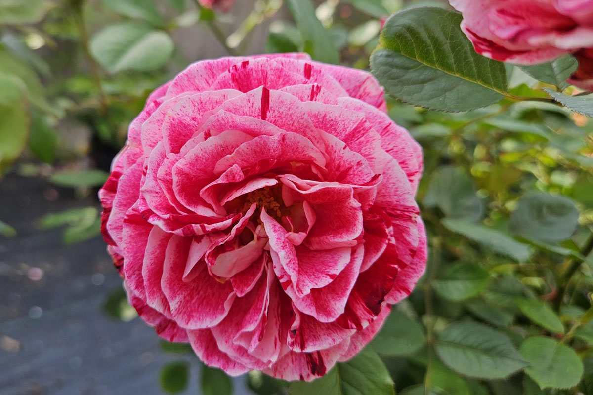 THE LAZY BERKSHIRE GARDENER: Week of June 5, 2025 - The Berkshire Edge
