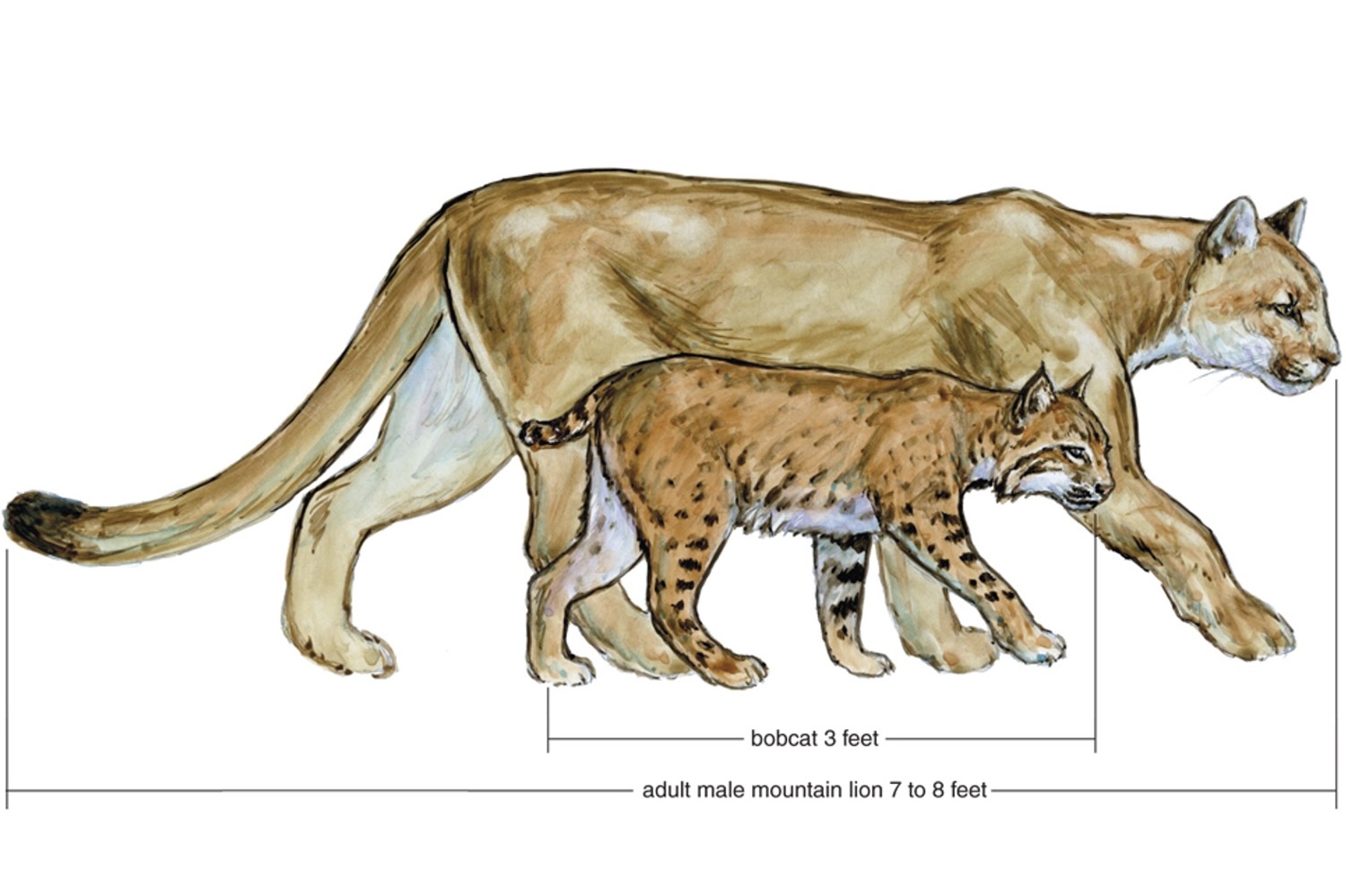 Is there a cougar coverup in Massachusetts? - The Berkshire Edge, image size:1500x999