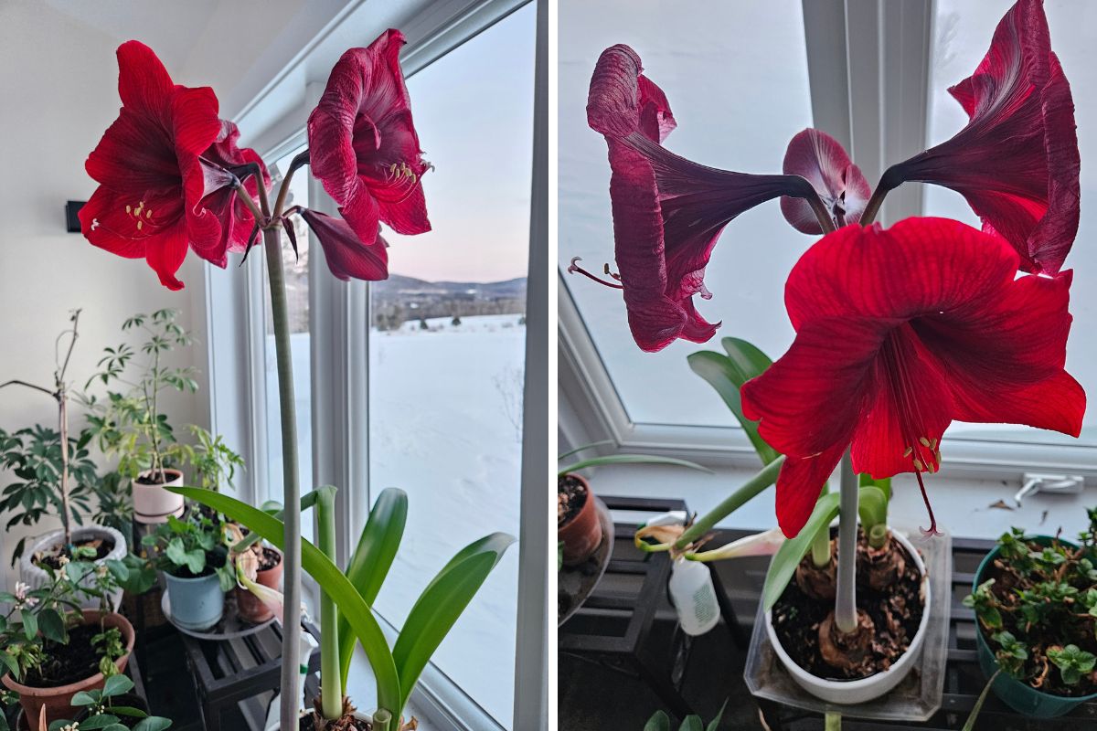 THE LAZY BERKSHIRE GARDENER: Week of February 26, 2026 - The