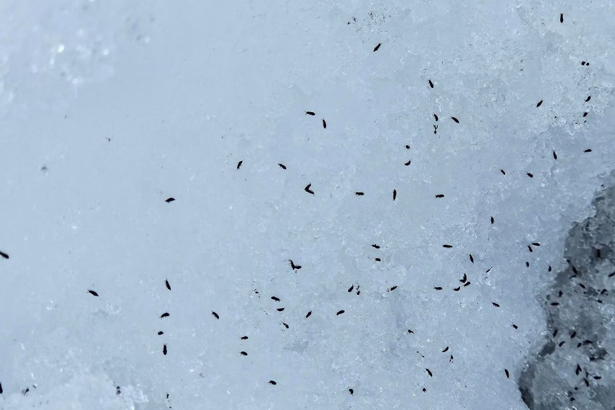 THE LAZY BERKSHIRE GARDENER: Week of March 12, 2026 - The Berkshire Edge