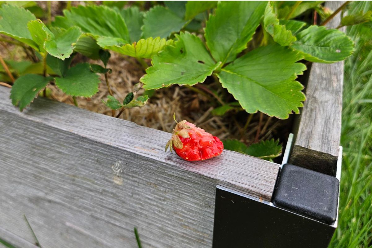 THE LAZY BERKSHIRE GARDENER: Week of June 25, 2026 - The Berkshire Edge