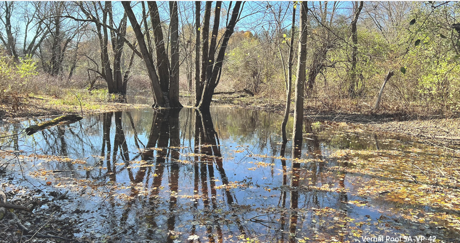 GE submits plan for vernal pools in Housatonic Rest of River remediation but offers a short window for comments - The Berkshire Edge