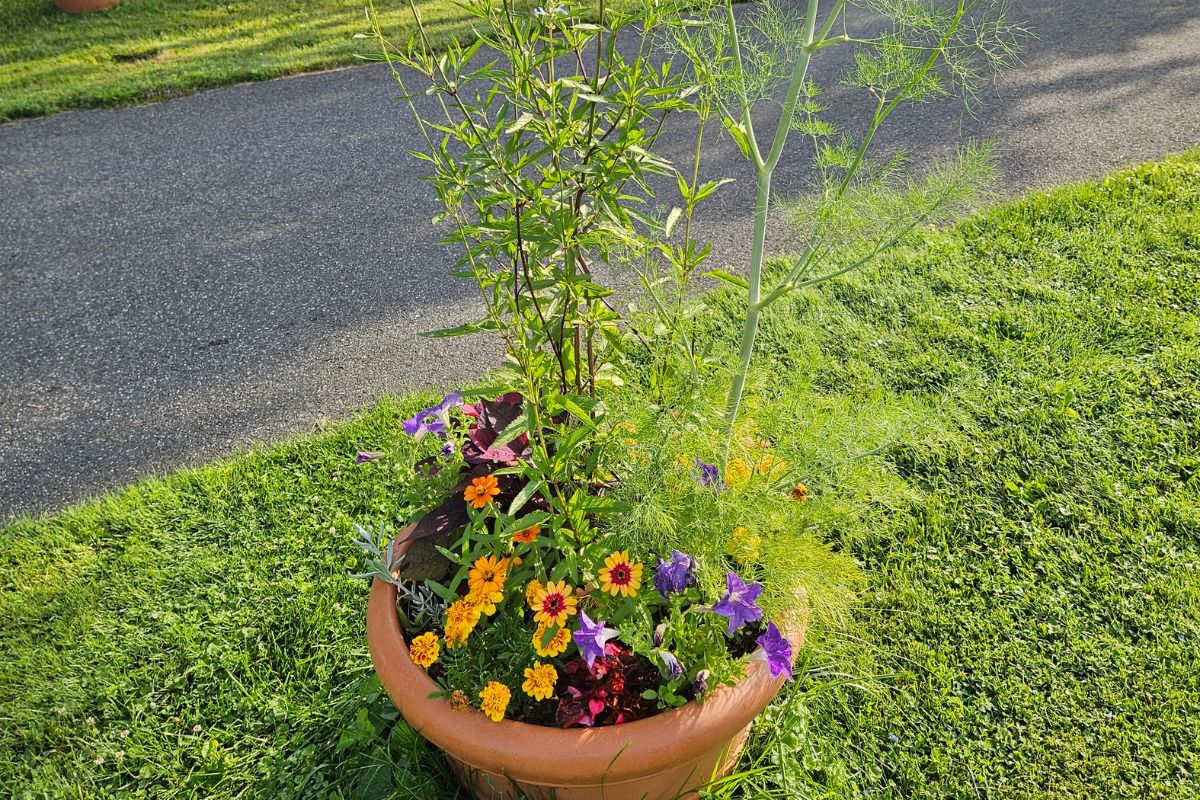 Photo-1-Trim-trailing-plants.jpg