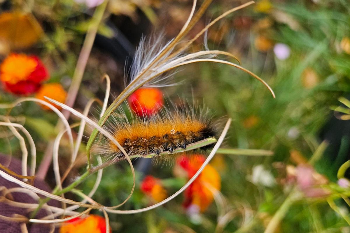 Skin Shed Insect THE LAZY BERKSHIRE GARDENER: Week of October 22, 2026 - The Berkshire Edge