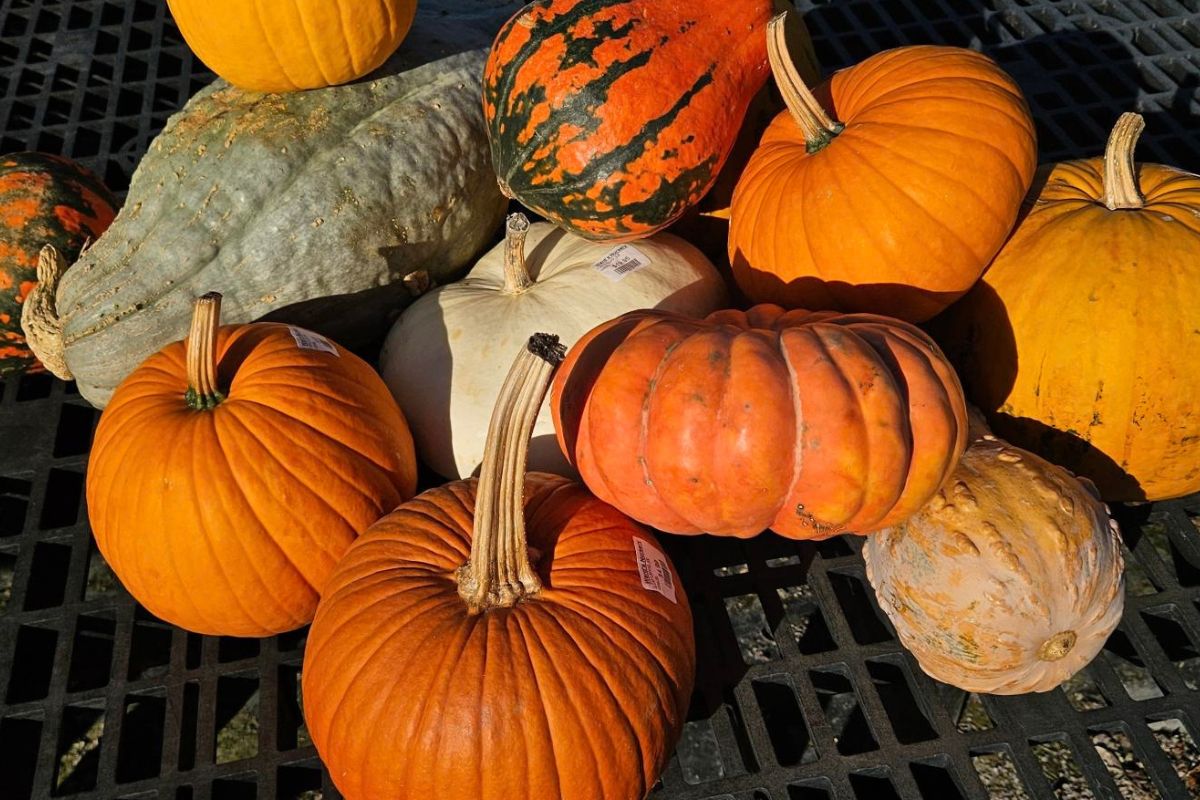 Squash Color THE LAZY BERKSHIRE GARDENER: Week of October 8, 2026 - The Berkshire Edge