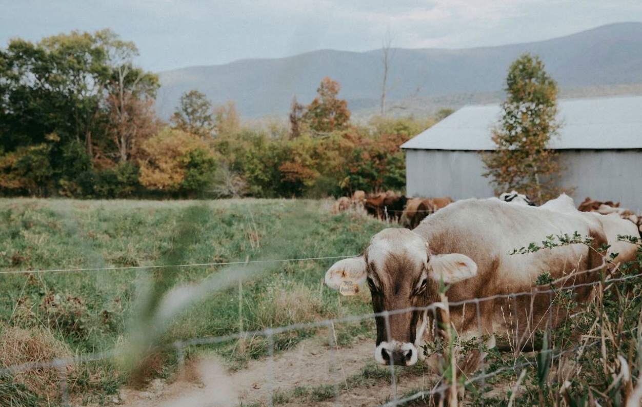 BERKSHIRE FOOD EVENTS: A Fall Picnic at Cricket Creek Farm Brings the Community Together to Celebrate the Season - The Berkshire Edge
